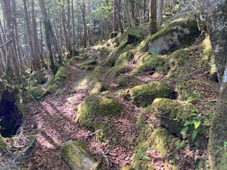 こんな苔の岩の道を歩き