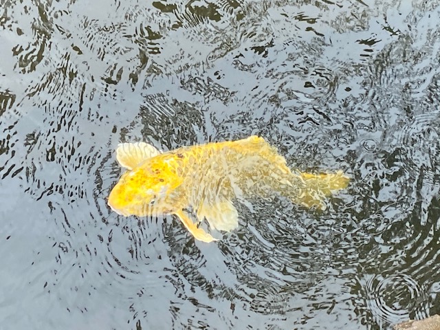 歩道の横に金色の鯉
