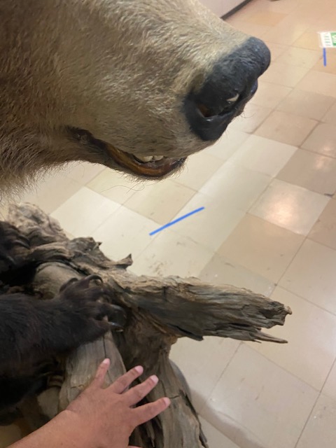 熊の爪は怖いですね
